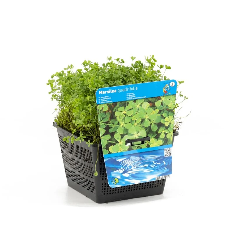 Marsilea quadrifolia dammkorg 18x18 cm