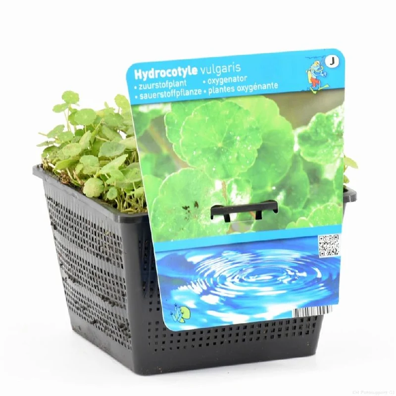 Hydrocotyle vulgaris i planteringskorg 18x18 cm