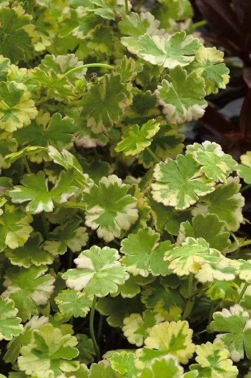 Hydrocotyle sib. 'Variegata' i dammkorg 18x18 cm