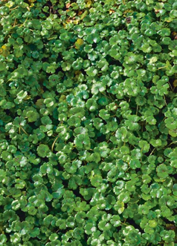 Hydrocotyle novae-zelandiae i planteringskorg 18x18 cm