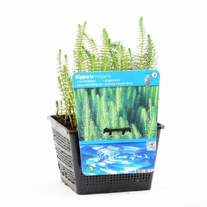 Hippuris vulgaris i planteringskorg 18x18 cm