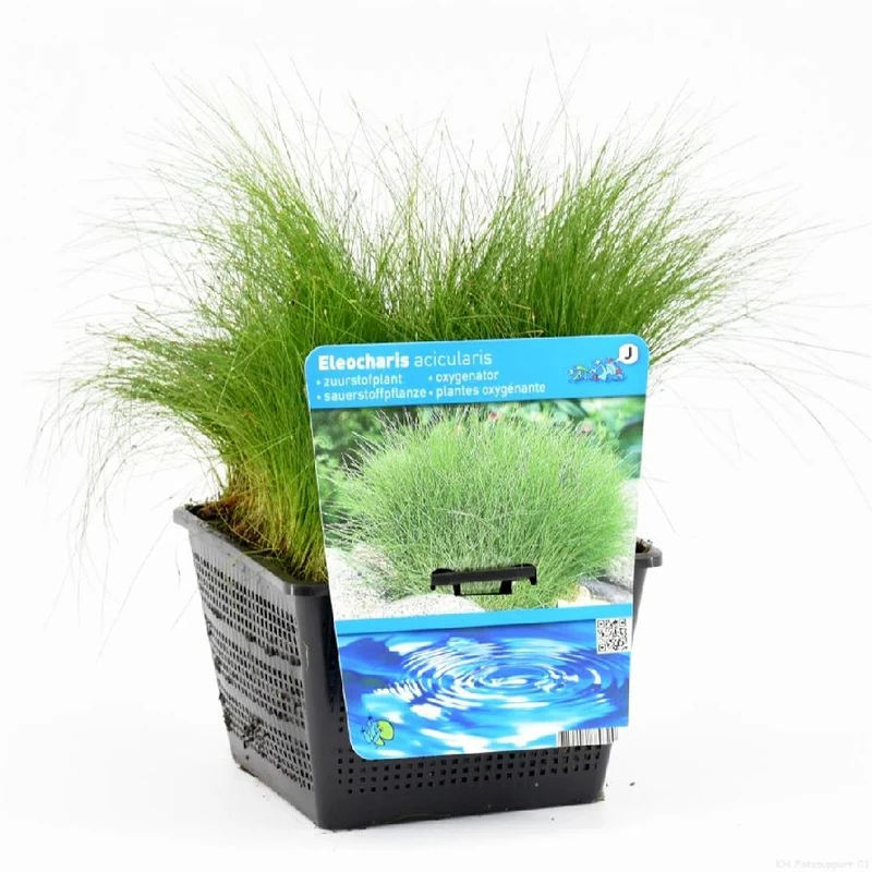 Eleocharis acicularis dammkorg 18x18 cm