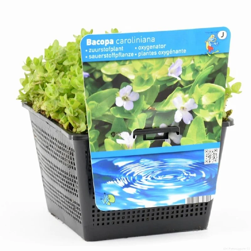 Bacopa caroliniana i dammkorg 18x18 cm