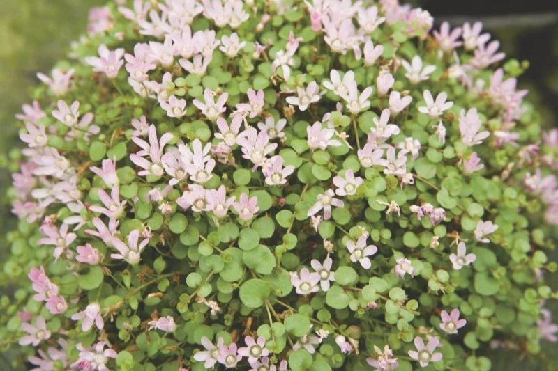 Anagallis tenella - Dammkorg 18x18 cm