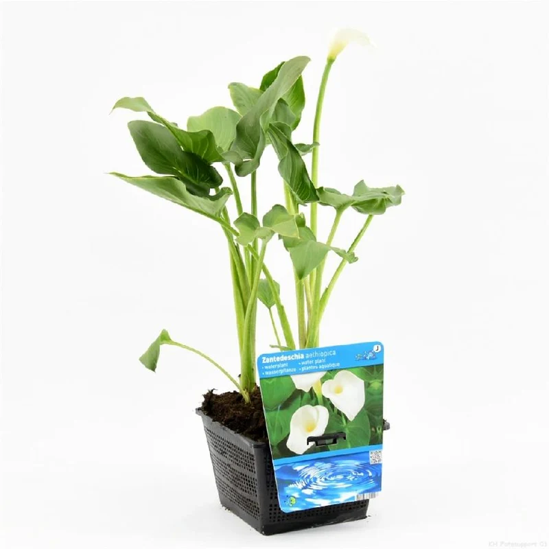 Zantedeschia aethiopica i planteringskorg 18x18 cm
