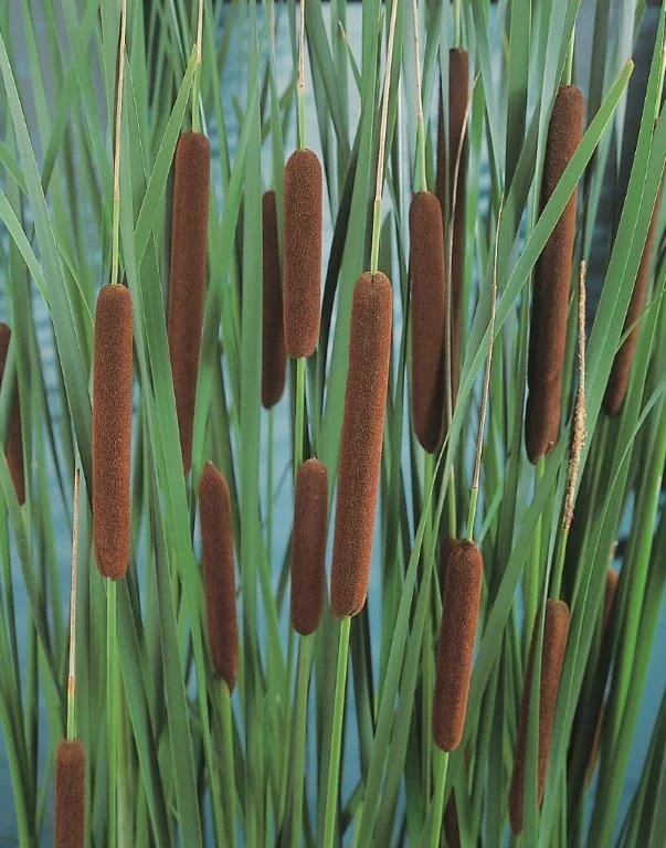Typha angustifolia - Planteringskorg 18x18 cm