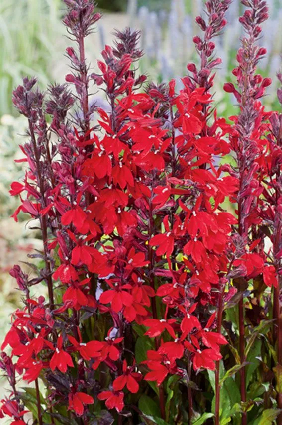 Lobelia cardinalis - 9 cm kruka (Vattenväxt)