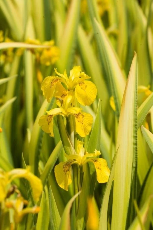 Iris pseudac. 'Variegata' – 9 cm kruka (Vattenväxt)