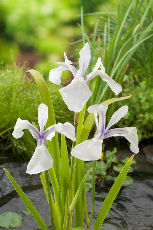 Iris laevigata 'Snowdrift' - Planteringskorg 18x18 cm