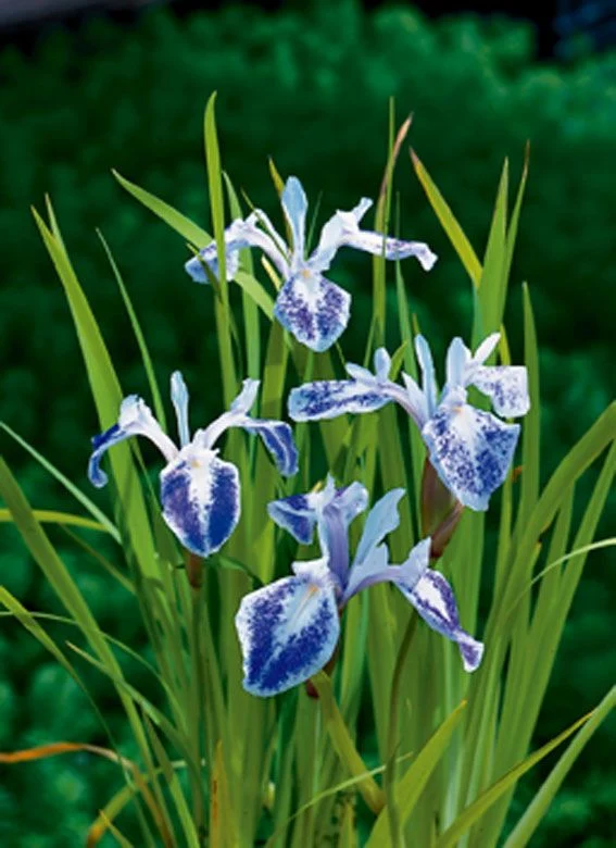 Iris laev. 'Mottled Beauty' i planteringskorg 18x18 cm