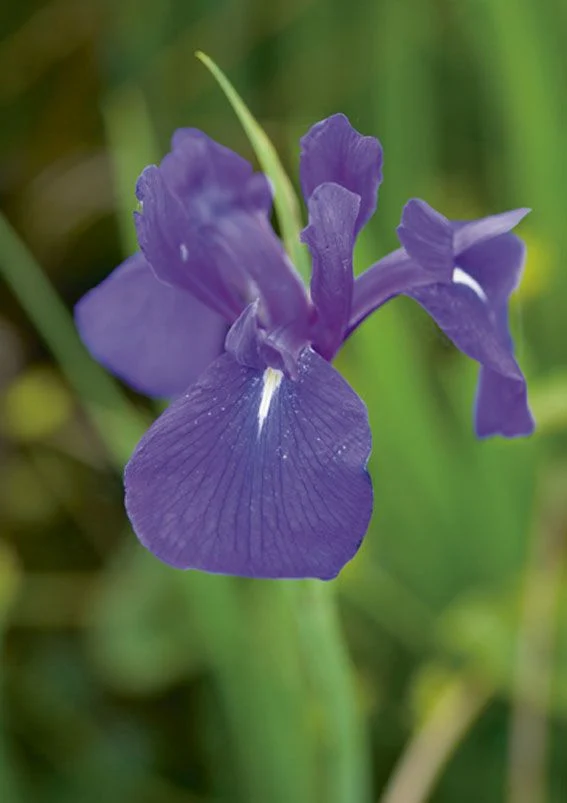 Iris laevigata - 9 cm kruka (Vattenväxt)