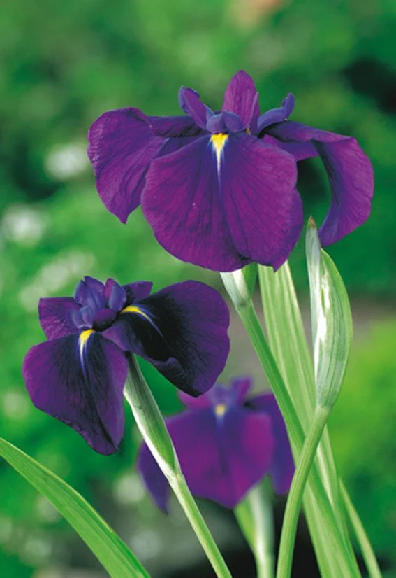 Iris kaemp. 'Variegata' - Planteringskorg 18x18 cm