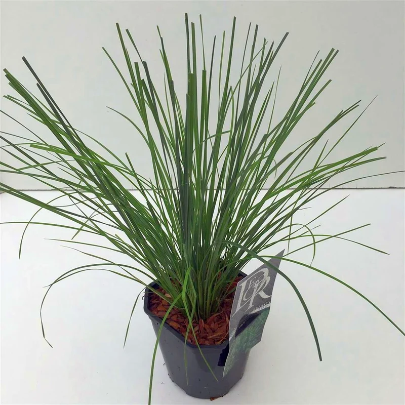 Deschampsia cesp. 'Goldtau' C2 (2 liters kruka) / 17 cm kruka