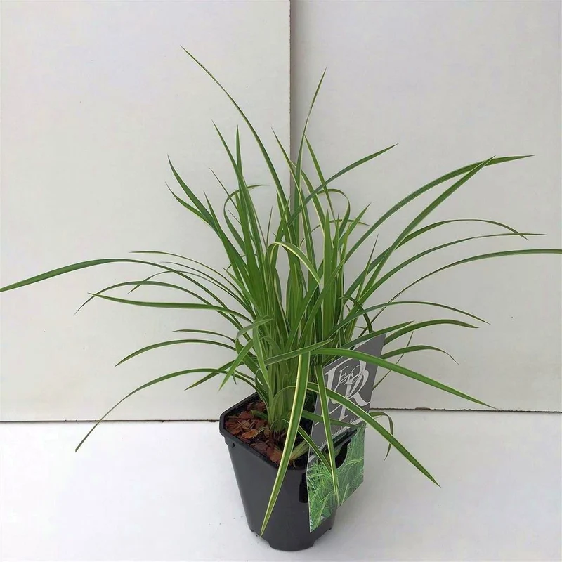 Carex morr. 'Irish Green' C1 (1 liters kruka)