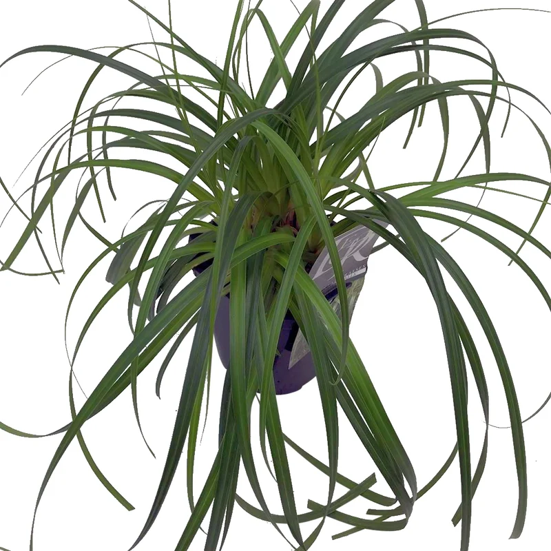 Carex 'Ribbon Falls' C2 (2 liters kruka)