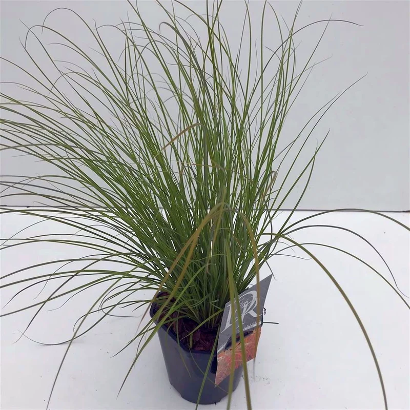 Carex testacea 'Prairie Fire' C2 (2 liters kruka)