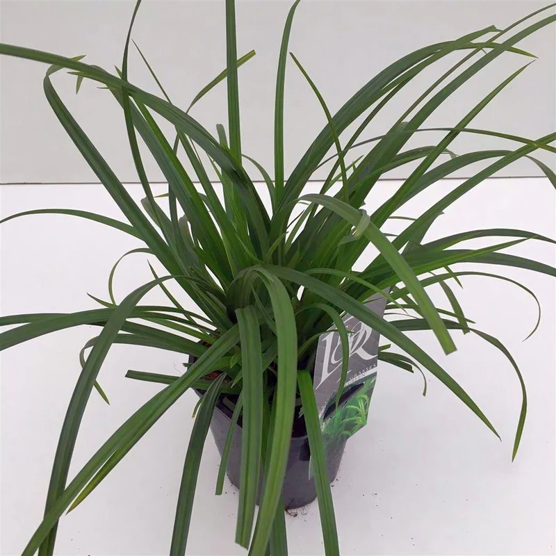 Carex morrowii 'Irish Green' C2 (2 liters kruka)
