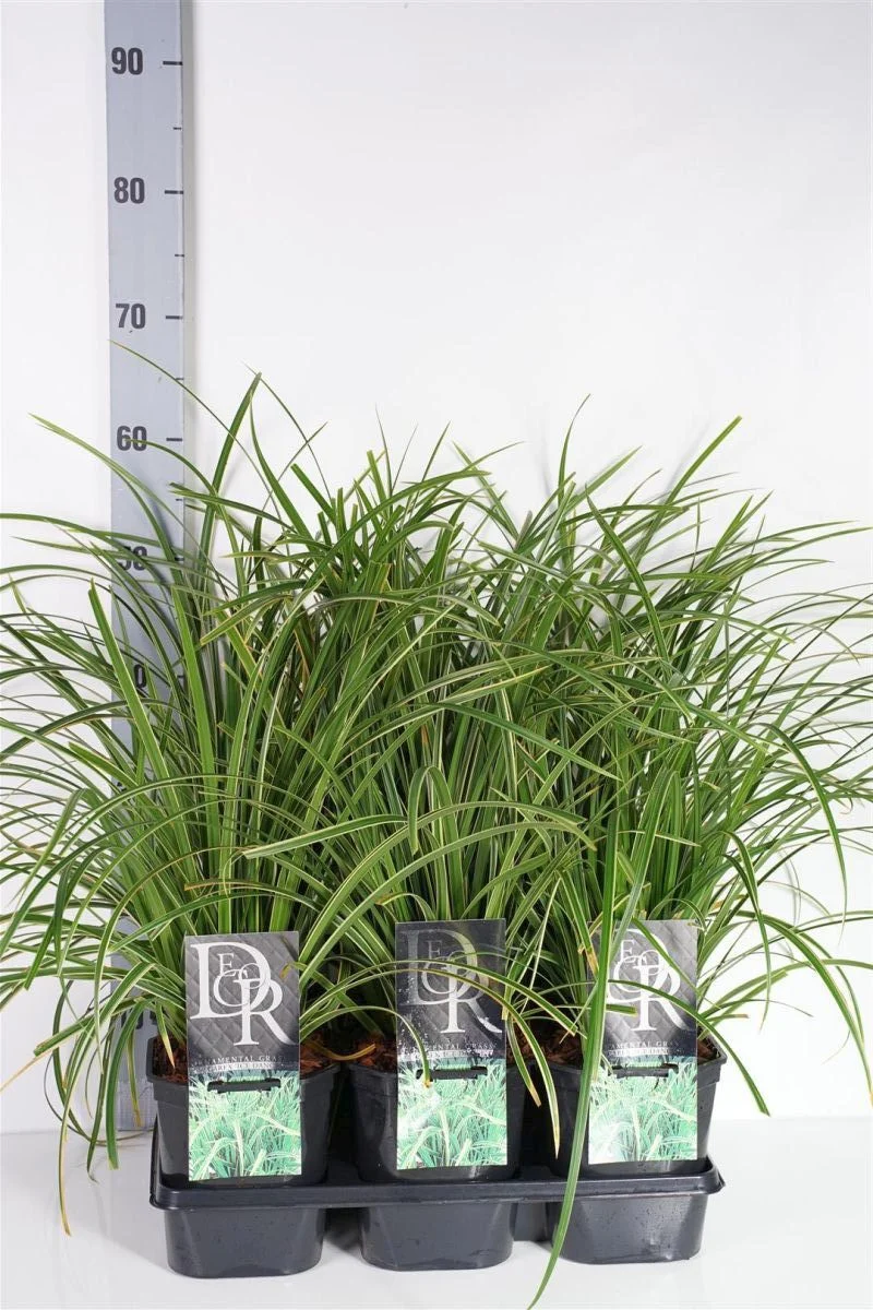 Carex morrowii 'Ice Dance' C2 (2 liters kruka)