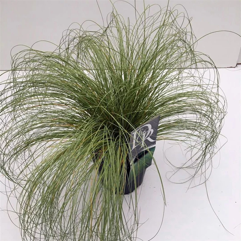 Carex comans 'Frosted Curls' C2 (2 liters kruka)