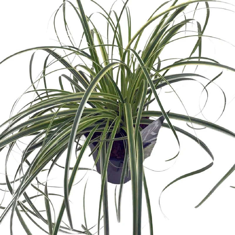 Carex 'Feather Falls' C2 (2 liters kruka)