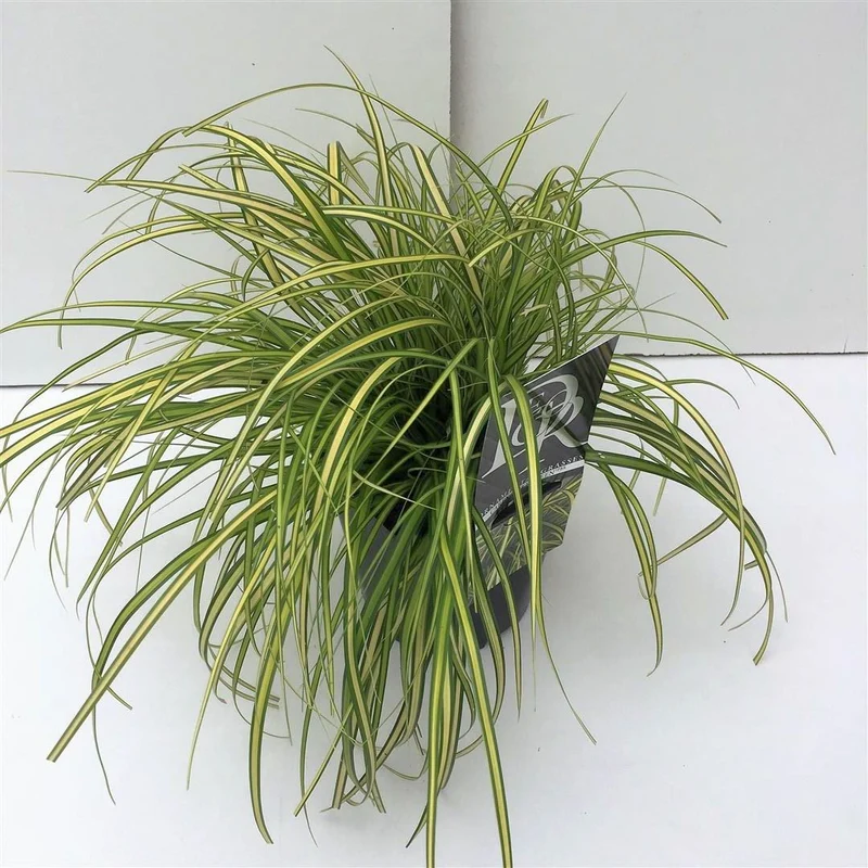 Carex 'Eversheen' C2 (2 liters kruka)