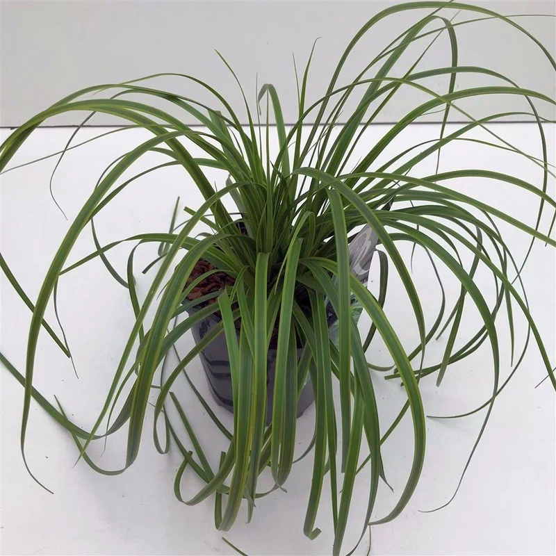 Carex 'Everlime' C2 (2 liters kruka)