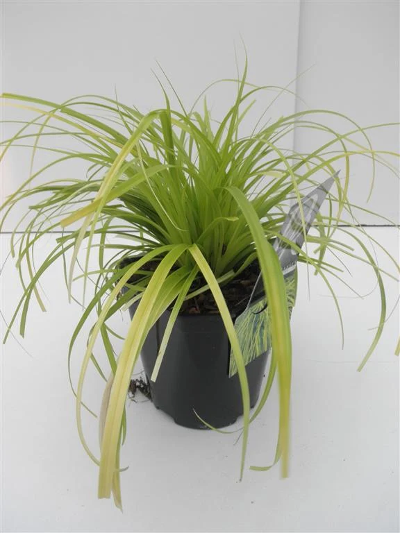 Carex oshim. 'Everillo' C2 (2 liters kruka / 17 cm kruka)