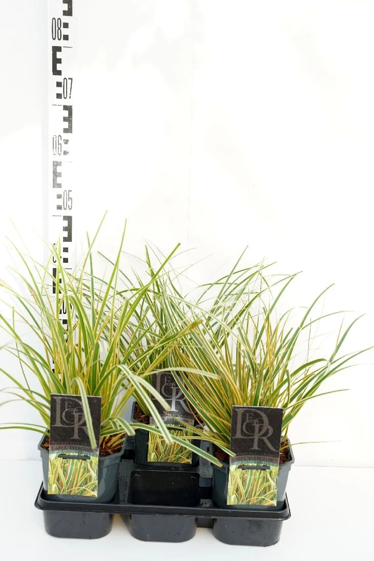 Carex 'Everglow' C2 (2 liters kruka)