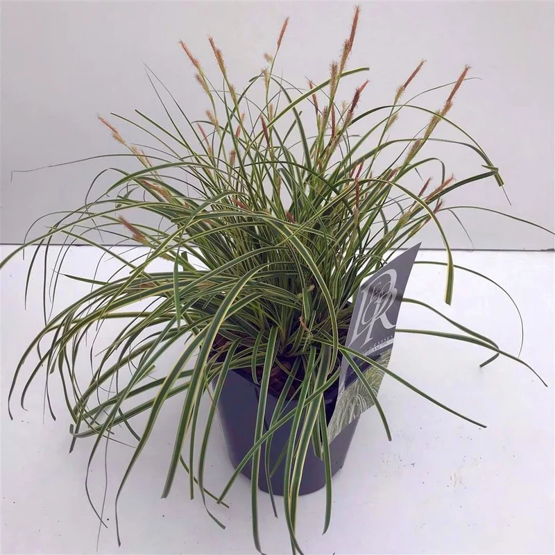 Carex 'Evercream' C2 (2 liters kruka)