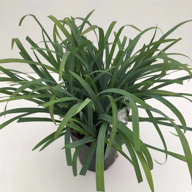 Carex 'Bunny Blue' C2 (2 liters kruka) / 17 cm kruka