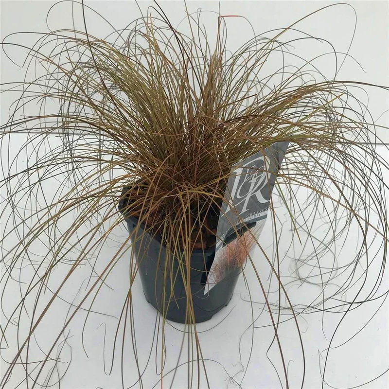 Carex 'Bronze Form' C2 (2 liters kruka)