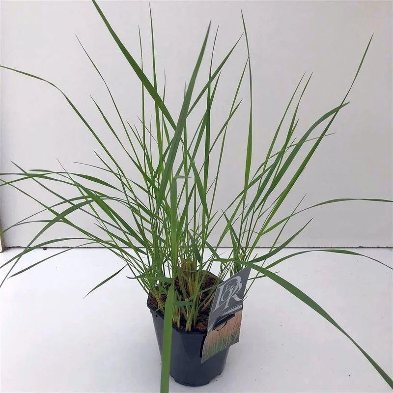 Calamagrostis acut. 'Karl Foerster' C2 (2 liters kruka)