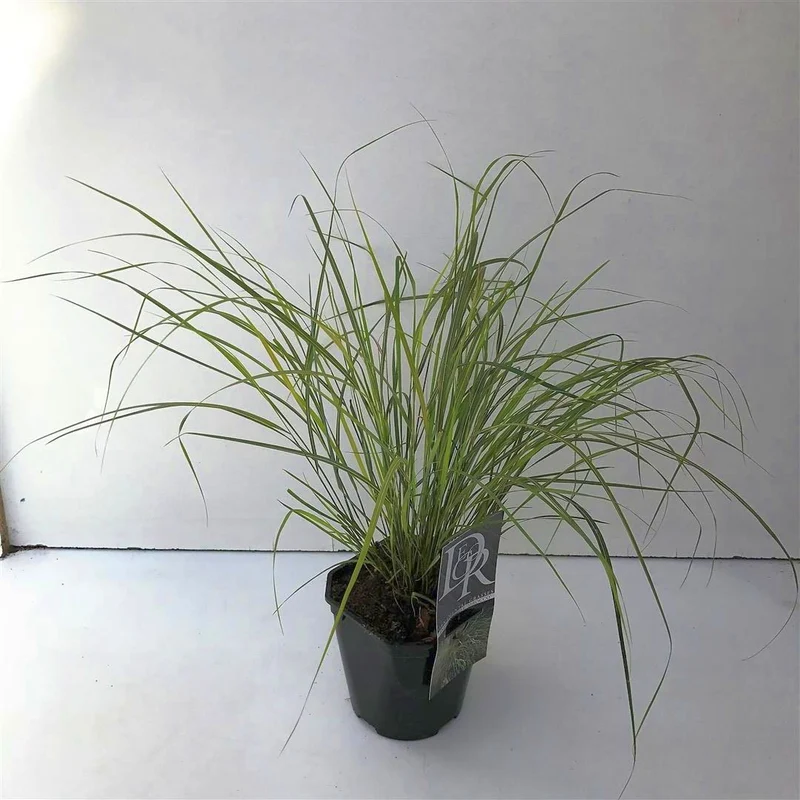 Anemanthele 'Sirocco' C2 (2 liters kruka)