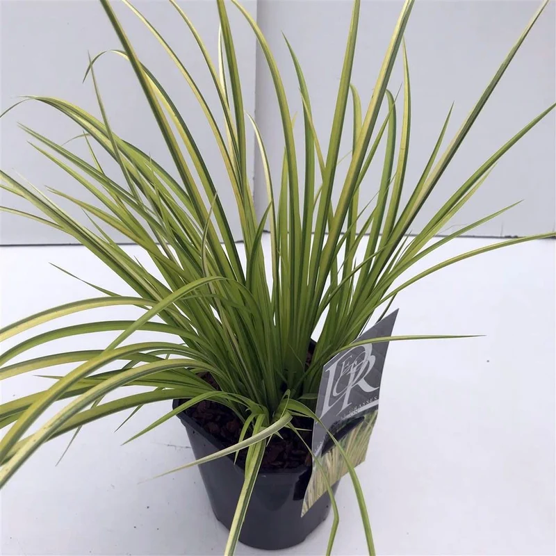Acorus gramineus 'Ogon' C2 (2 liters kruka)