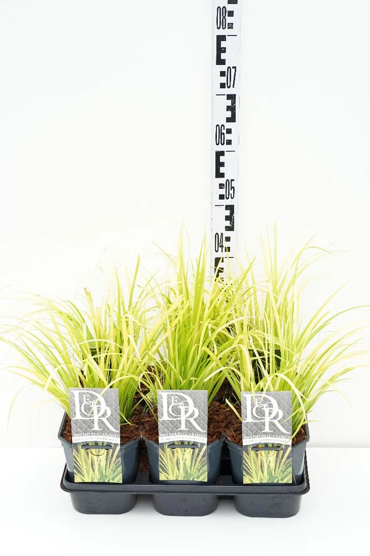 Acorus gramineus 'Golden Delight' C2 (2 liters kruka)