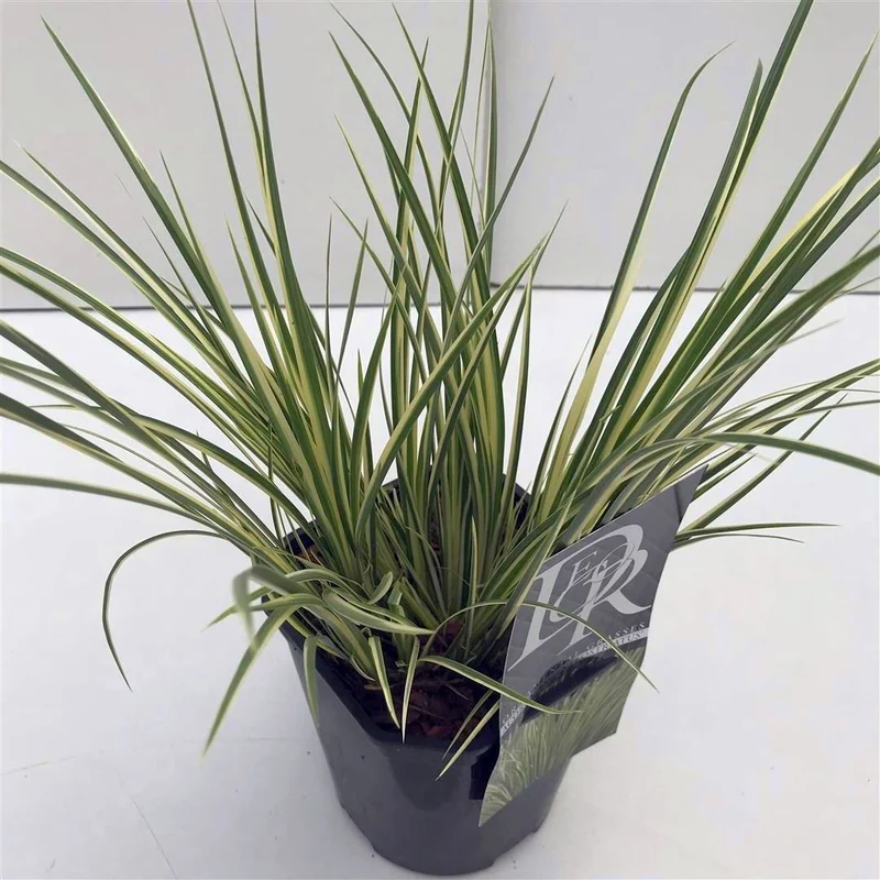 Acorus gramineus 'Argenteostriatus' C2 (2 liters kruka)