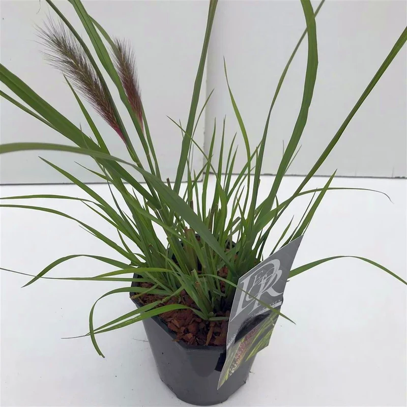 Pennisetum al. 'Viridescens' C2 (2 liters kruka)
