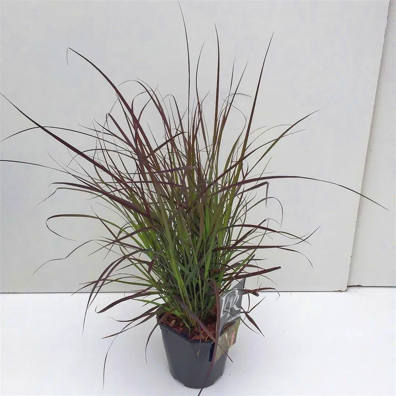 Pennisetum 'Summer Samba' C2 (2 liters kruka) / 17 cm kruka