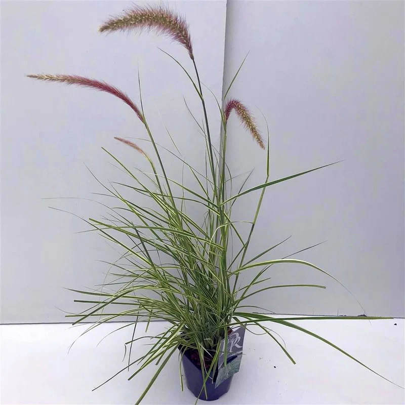 Pennisetum 'Sky Rocket' C2 (2 liters kruka) / 17 cm kruka