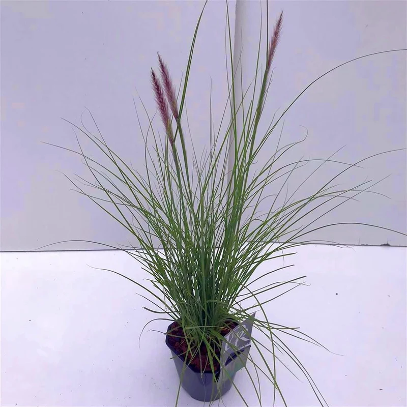 Pennisetum 'Rupelli' C2 (2 liters kruka)