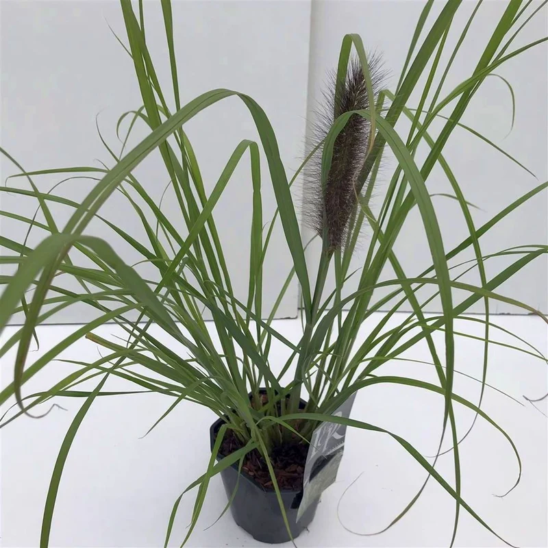Pennisetum al. 'Red Head' C2 (2 liters kruka) / 17 cm kruka
