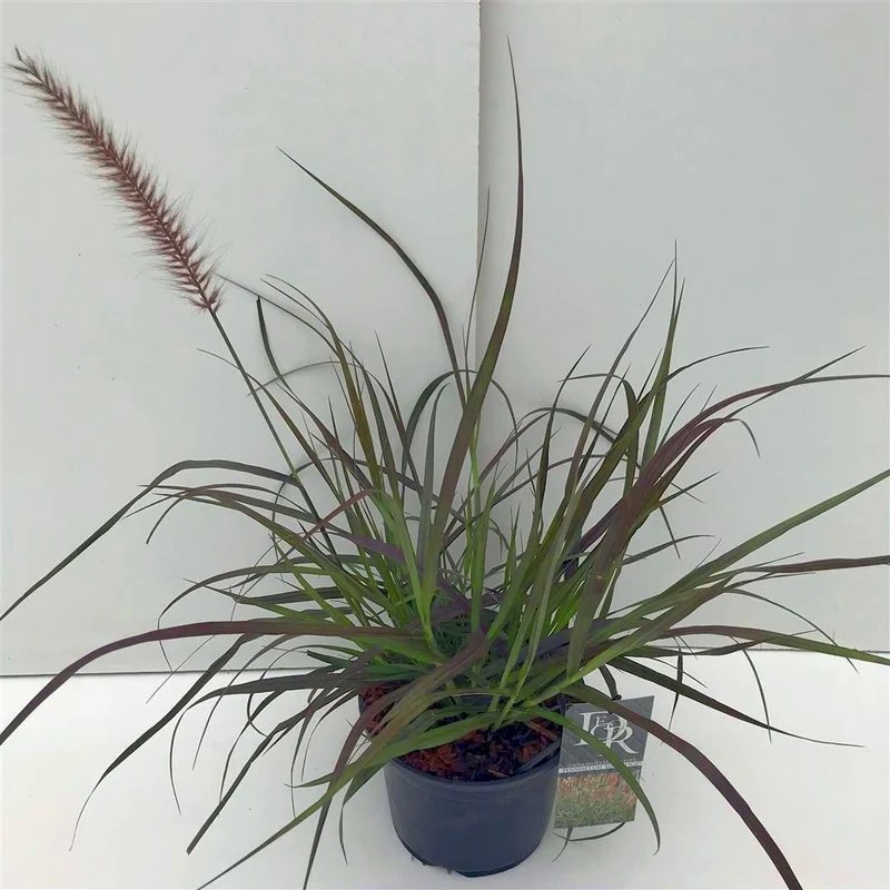 Pennisetum m. 'Red Bunny Tails' C2 (2 liters kruka / 17 cm kruka)