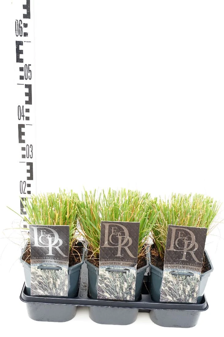 Pennisetum al. 'Hameln' C2 (2 liters kruka / 17 cm kruka)
