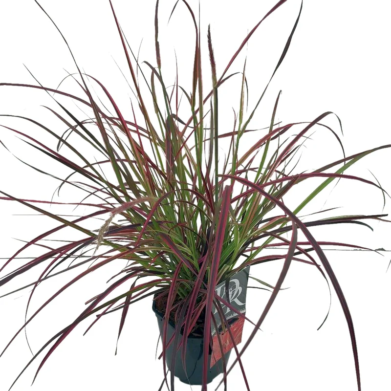 Pennisetum 'Fireworks' C2 (2 liters kruka)