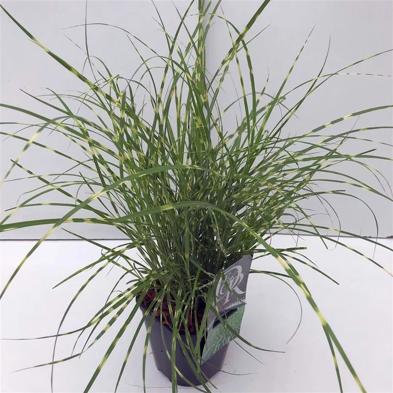 Miscanthus sin. 'Little Zebra' C2 (2 liters kruka)