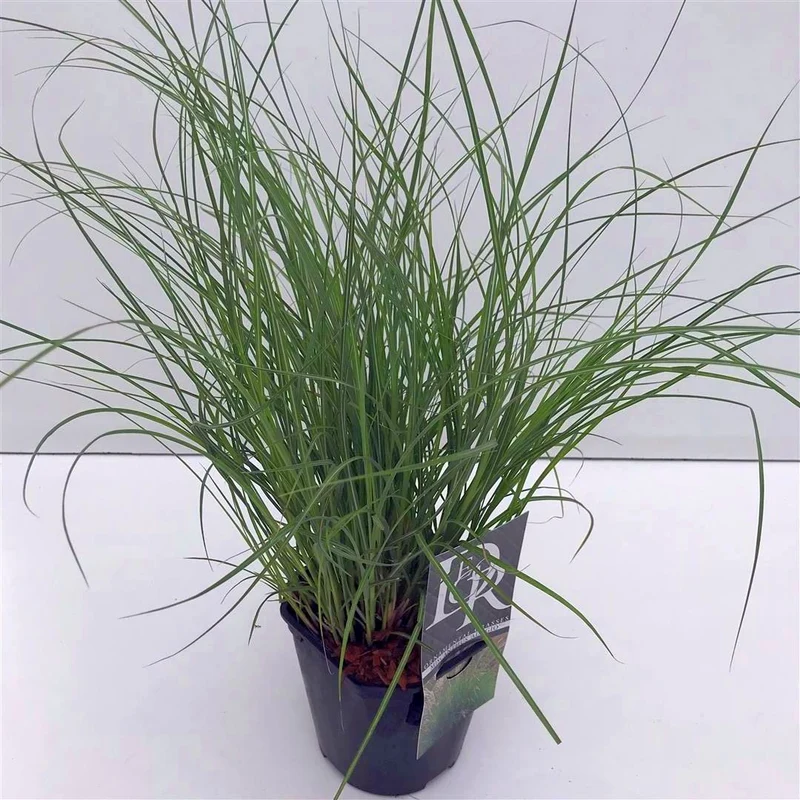 Miscanthus sinensis 'Adagio' C2 (2 liters kruka)