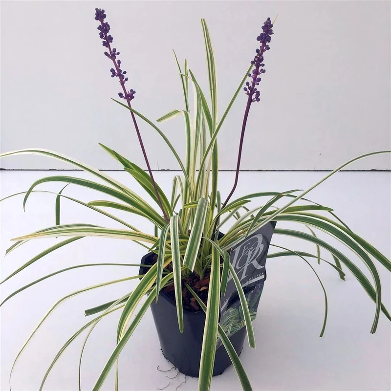 Liriope muscari 'Variegata' C2 (2 liters kruka)
