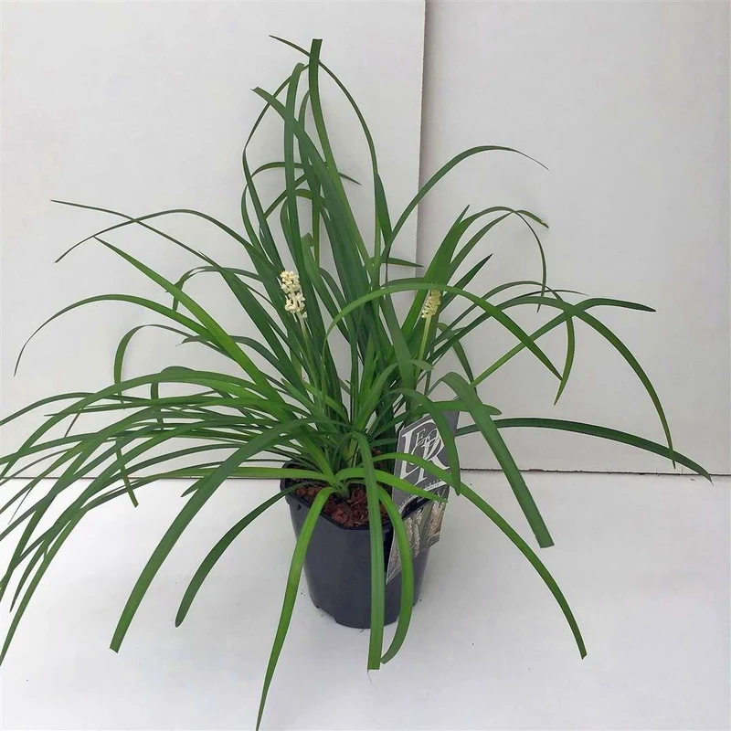Liriope muscari 'Monroe White' C2 (2 liters kruka) / 17 cm kruka