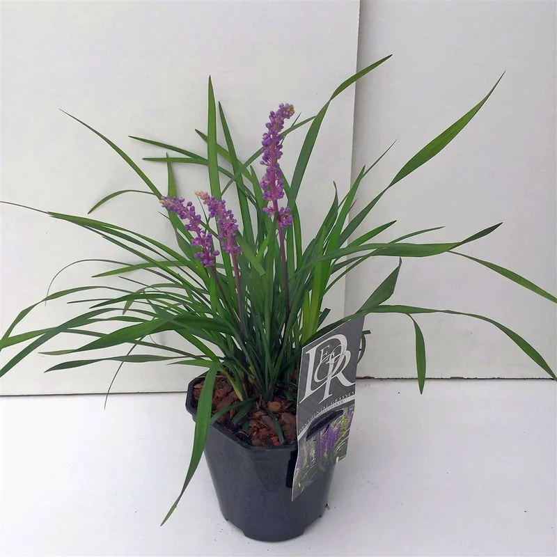 Liriope muscari 'Moneymaker' C2 (2 liters kruka)