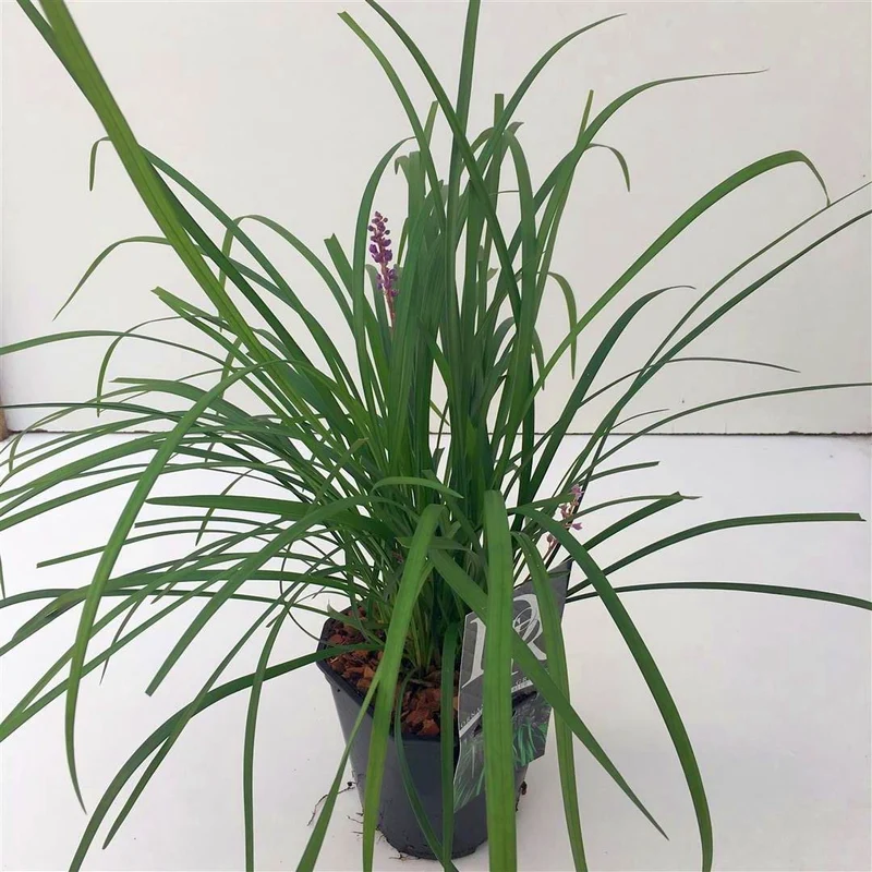 Liriope musc. 'Big Blue' C2 (2 liters kruka)